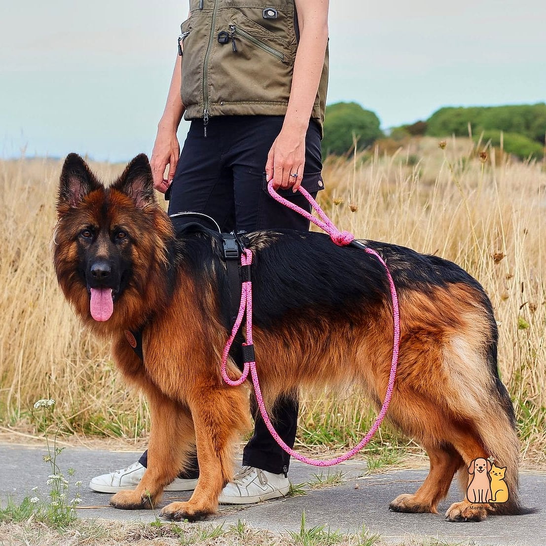 The Two-Handle Traffic Leash for Extra Control