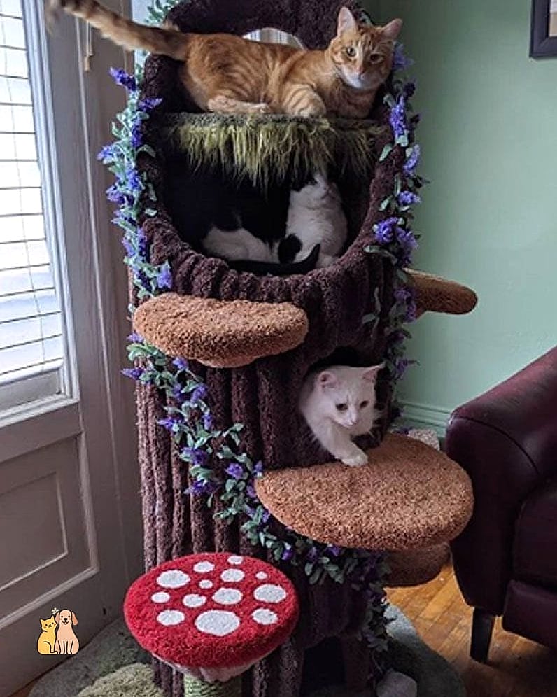 The Two-Story Cat Tree with Skylight Window