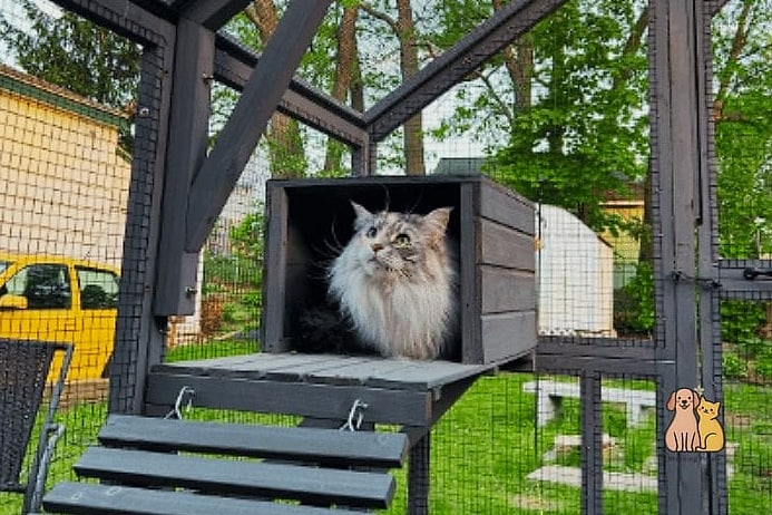 The Two-Story Catio with Cat Ladder
