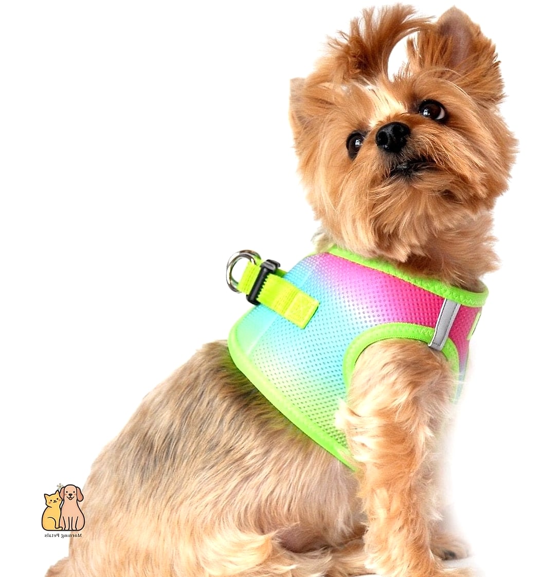 The Two-Tone Ombre Harness