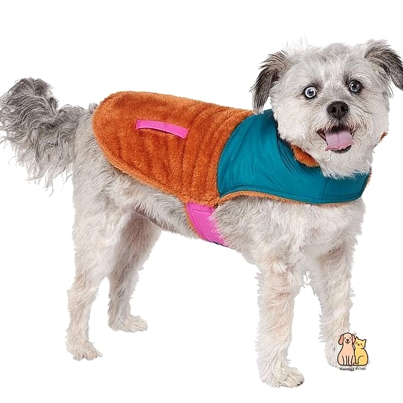 15 Gorgeous Small Dog Sweaters That Will Restore Your Faith in the World 12 The Two-Tone Colorblock Sweater