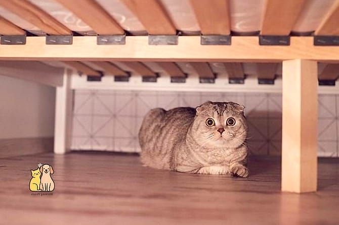 Under-the-Bed Hammock