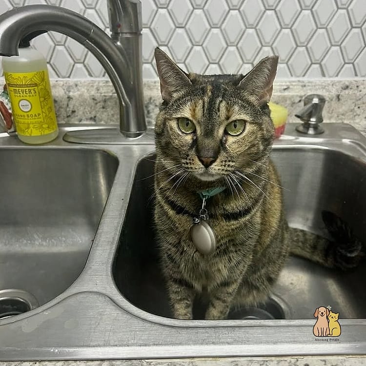 45 Budget-friendly Cat Eating Station Ideas Worth Pinning Immediately 13 The Under-Sink Cabinet Diner