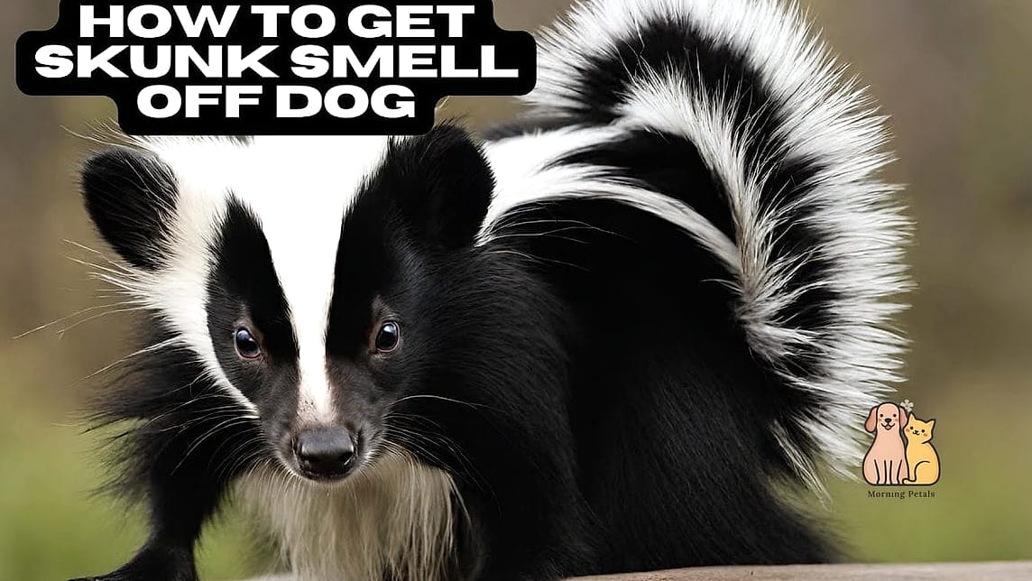 20 Stunning Skunk Smell Out Of Dog Guaranteed to Make You Smile 6 Use Dog-Safe Grooming Products After Treatment