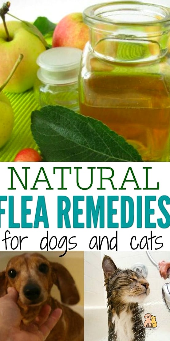 25 Amazing Flea Remedy For Dogs That Prove Pets Are the Best 24 Using Flea Prevention for Seasonal Changes
