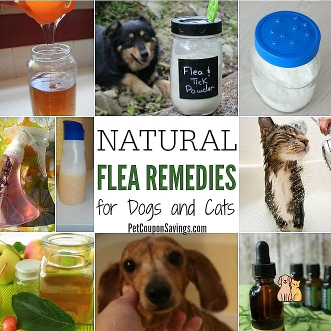 25 Amazing Flea Remedy For Dogs That Prove Pets Are the Best 11 Using Pet-Safe Home Sprays