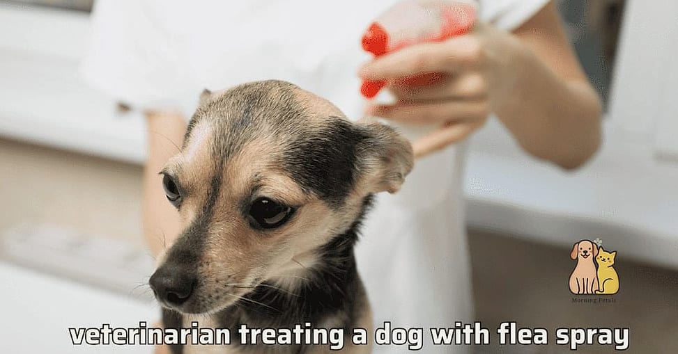 25 Amazing Flea Remedy For Dogs That Prove Pets Are the Best 6 Using Vet-Recommended Flea Treatments