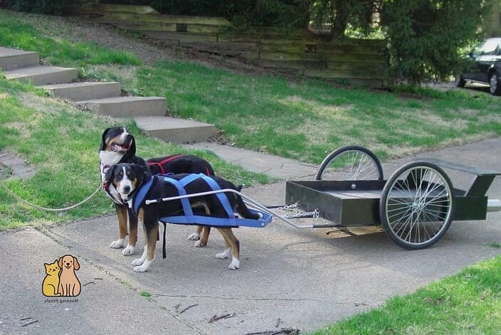20 Brilliant Homemade Dog Bath Tub on a Budget 12 Utility Cart Dog Bath Station