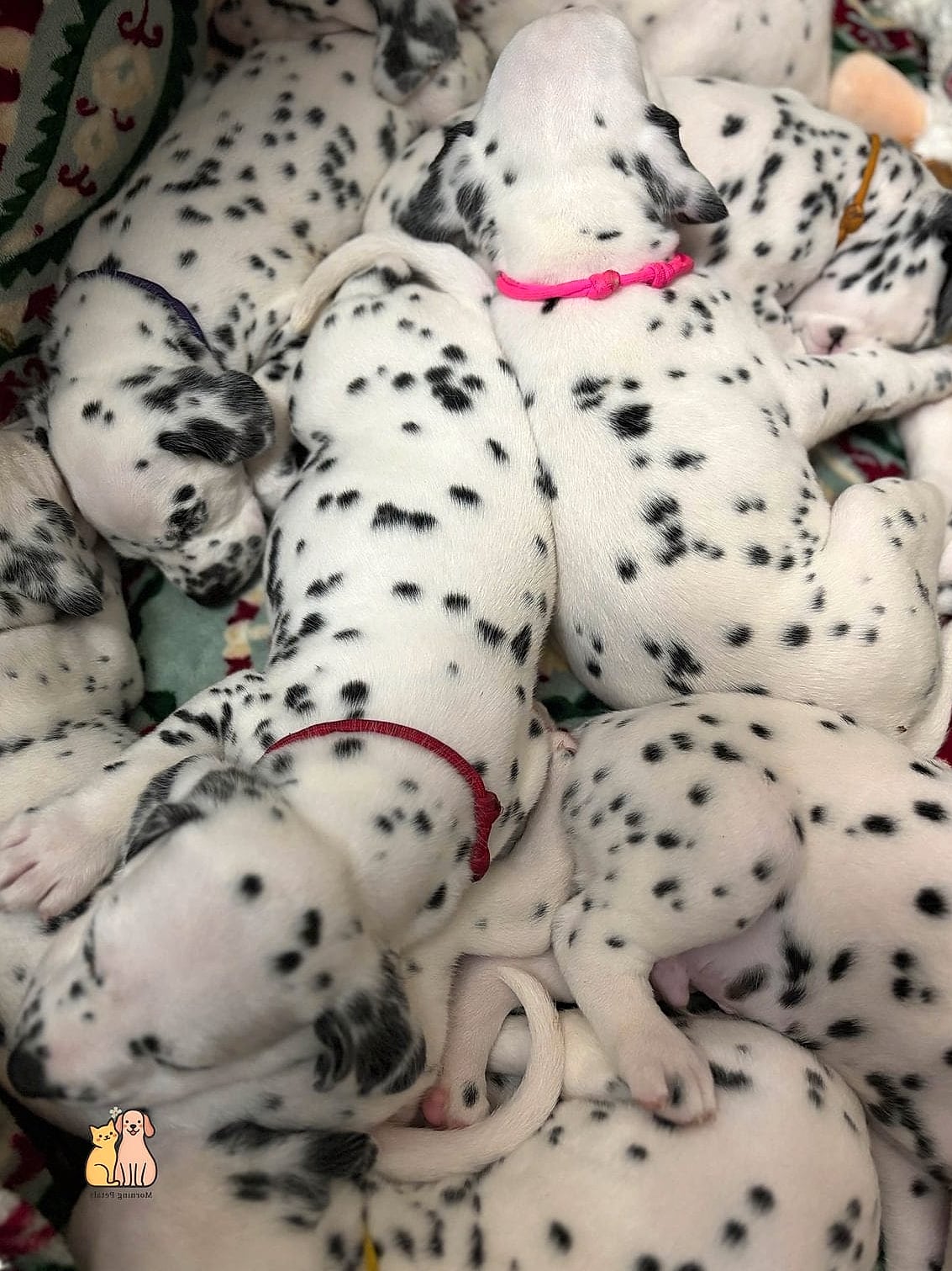 30 Incredible Dalmatian Puppies You Need in Your Life Right Now 8 The Velcro Puppy