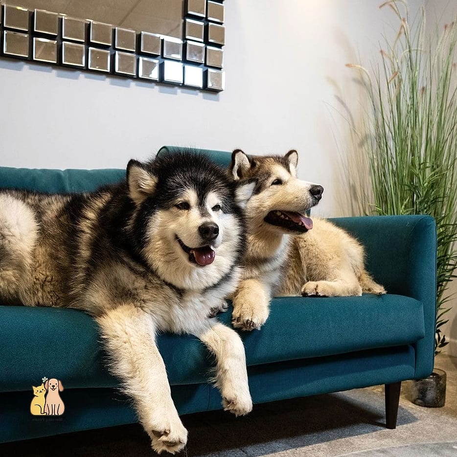 The Velvet Sofa with Pet-Proof Trim