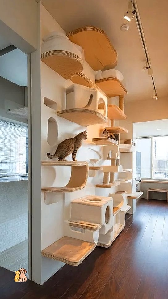 The Vertical Cat-Style Climbing Wall for Dogs
