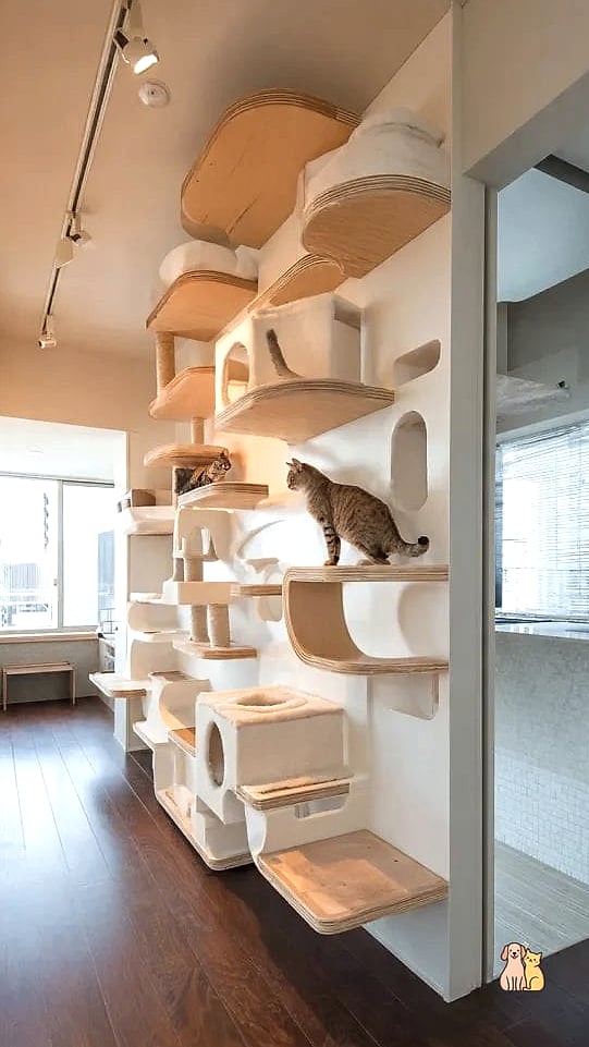 A Vertical Cat Tree Tower Corner