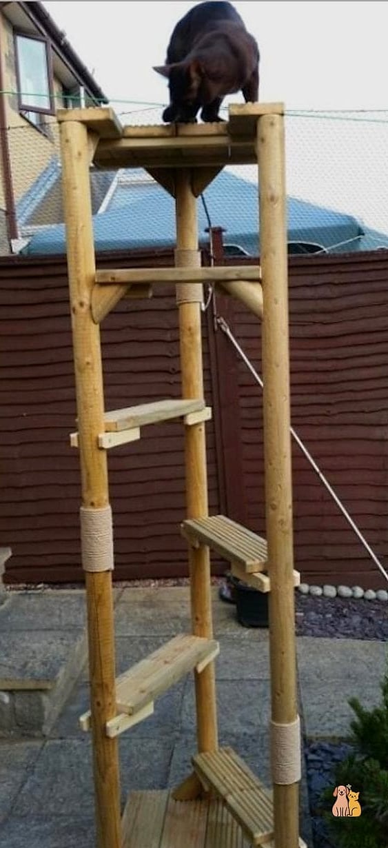 The Vertical Ladder Catio