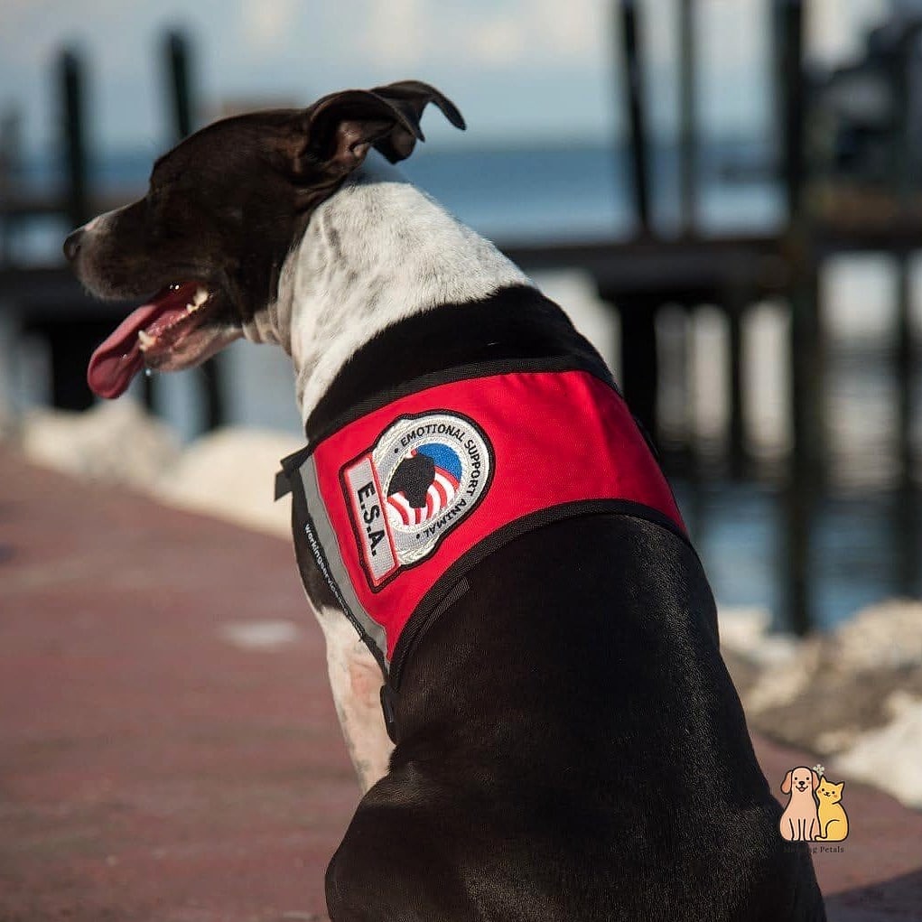 The Vest for Water-Loving Service Dogs