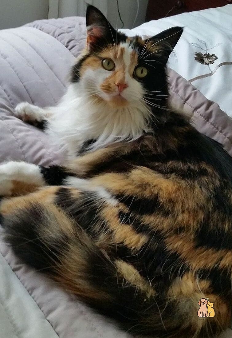 The Vet's Favorite Patient