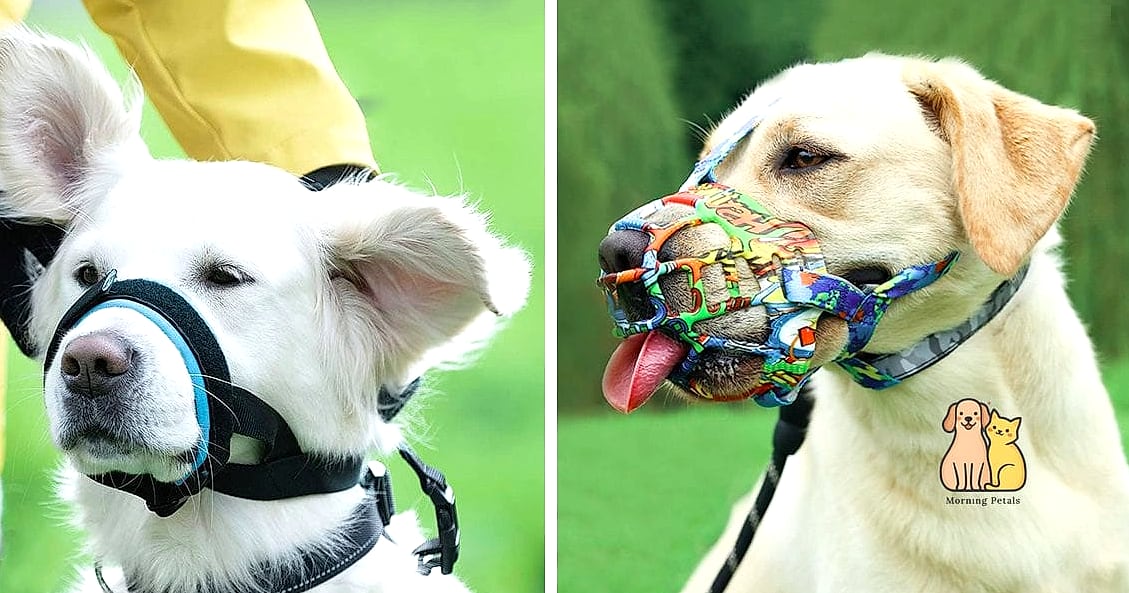 The Vet-Recommended Recovery Muzzle