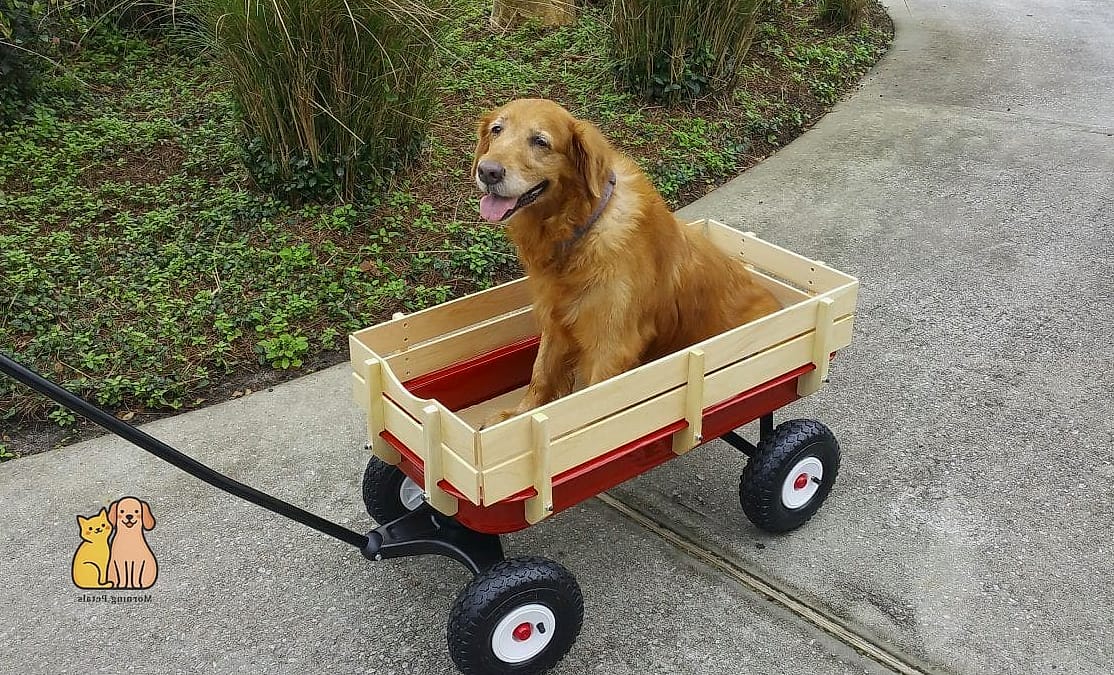 20 Heartwarming Dog Accessories You Need in Your Life Right Now 3 A Wagon for Walks and Adventures