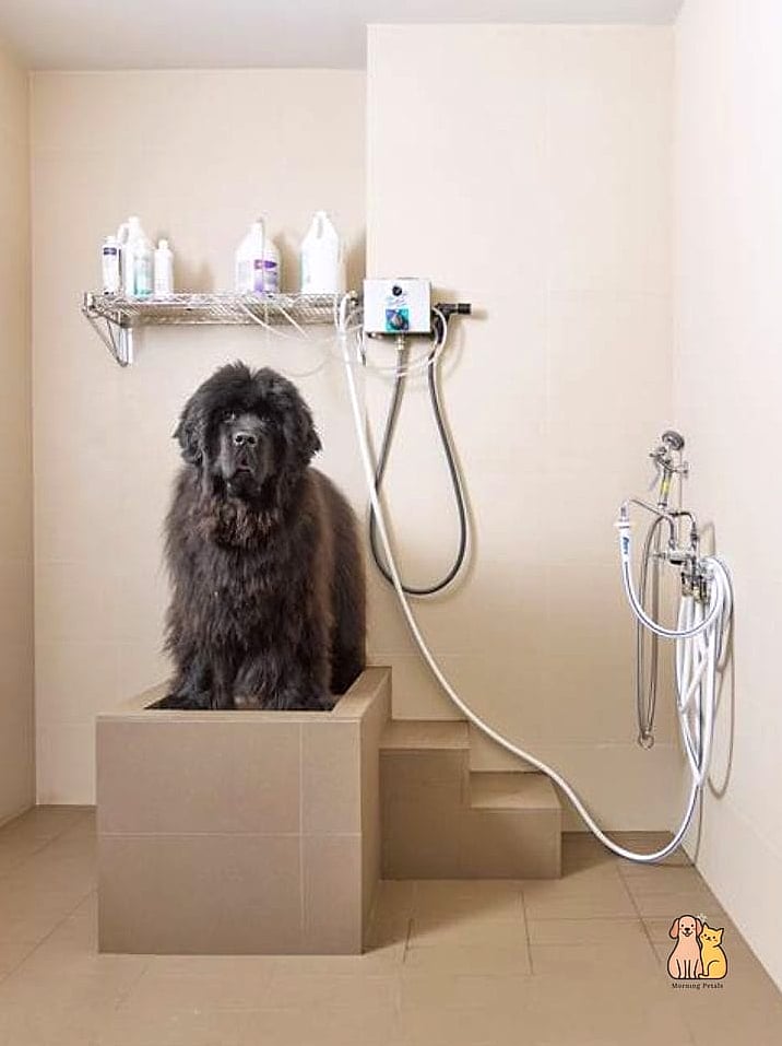 15 Gorgeous Dog Washing Station That Will Restore Your Faith in the World 5 The Walk-In Shower Style Station