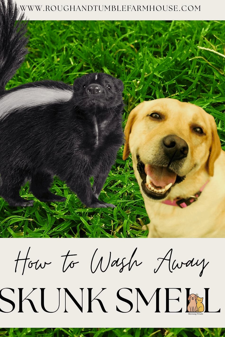 20 Stunning Skunk Smell Out Of Dog Guaranteed to Make You Smile 8 Wash Your Dog's Collar, Bed, and Accessories