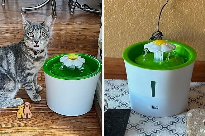 15 Genius Cat Food Setup Ideas Your Pet Will Beg For More 11 The Water Fountain Pairing
