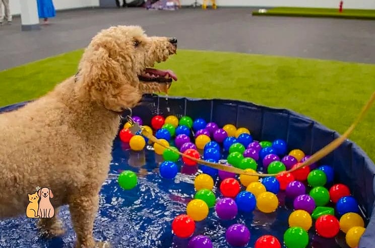 Water Play in a Kiddie Pool