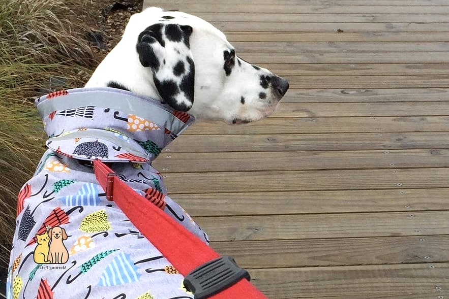 The Waterproof Adventure Dog Seat