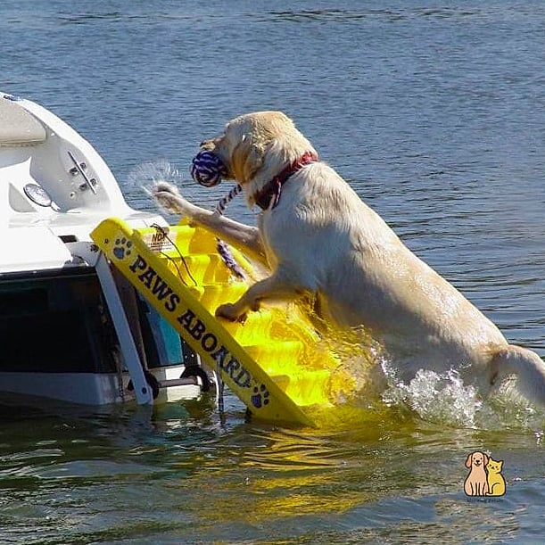 30 Incredible Best Pet Stairs Guaranteed to Make You Smile 27 Waterproof Boat and RV Stairs