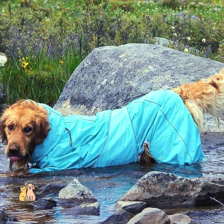20 Stunning Aesthetic Dog Bed Guaranteed to Make You Smile 17 The Waterproof Outdoor Dog Bed