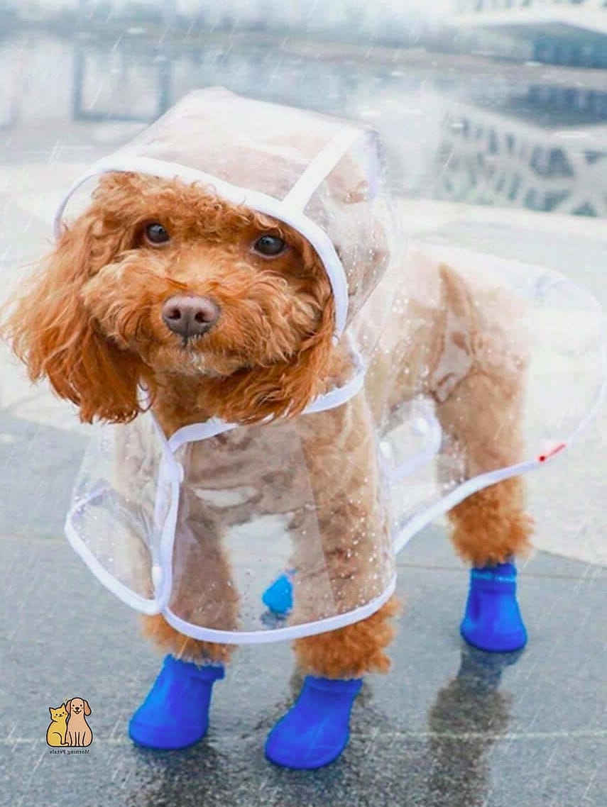 The Waterproof Puppy Bed