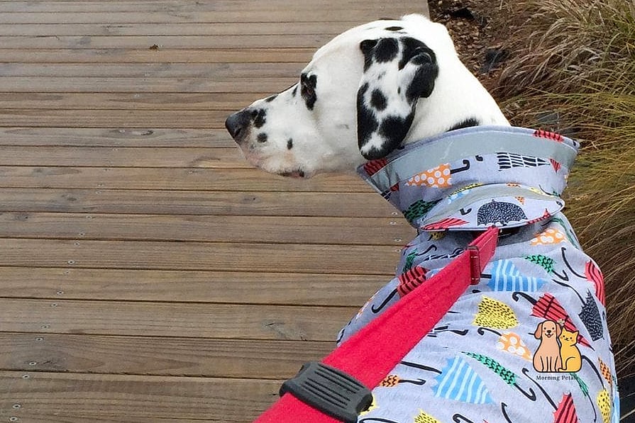 The Waterproof Rainy Day Dog Vest