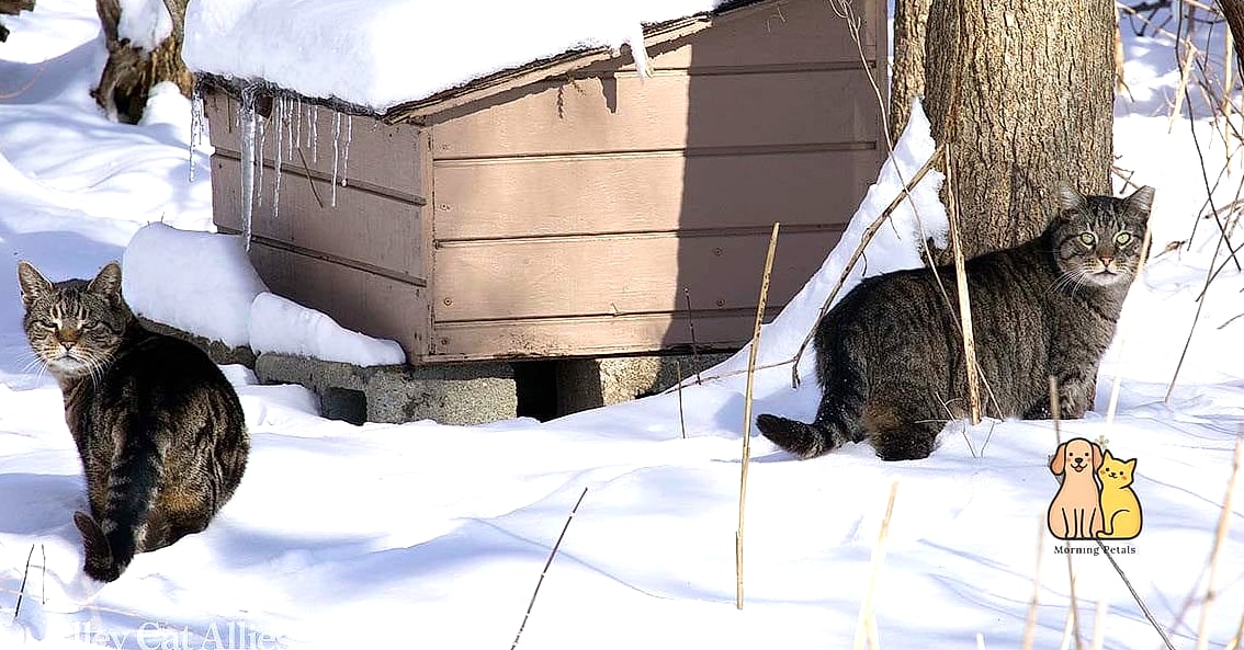 The Weatherproof Winter Catio