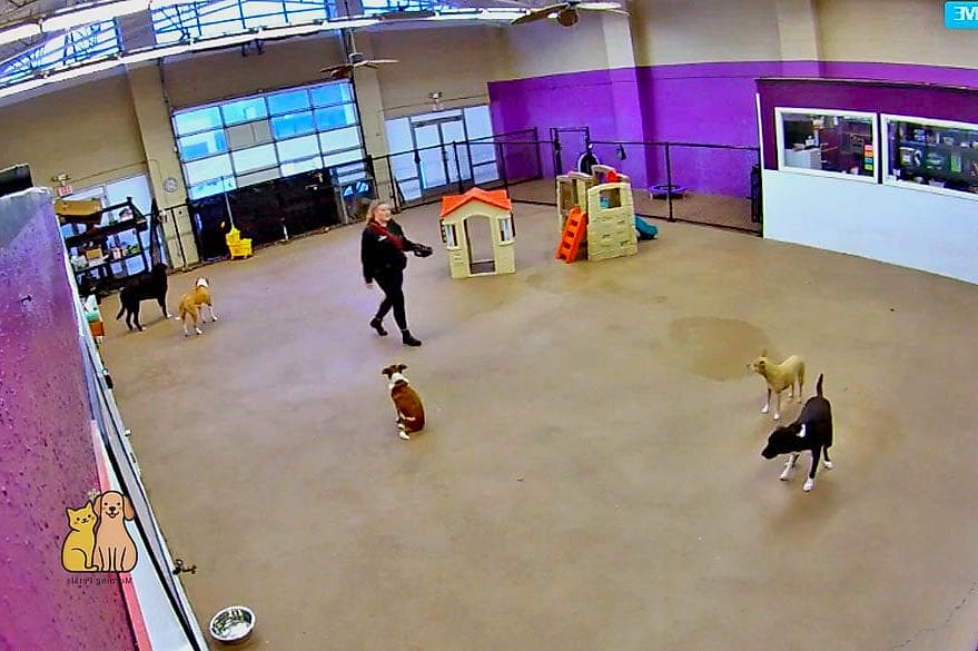 24 Easy Dog Boarding Facility Ideas That Will Inspire You 6 Webcam-Equipped Boarding Rooms
