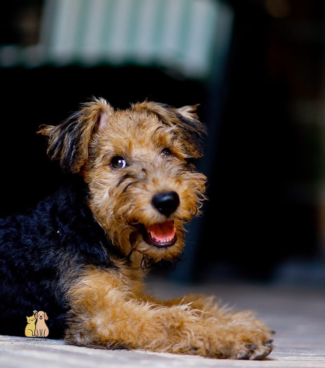 45 Cute Dogs That Dont Shed That Will Restore Your Faith in the World 32 Welsh Terrier
