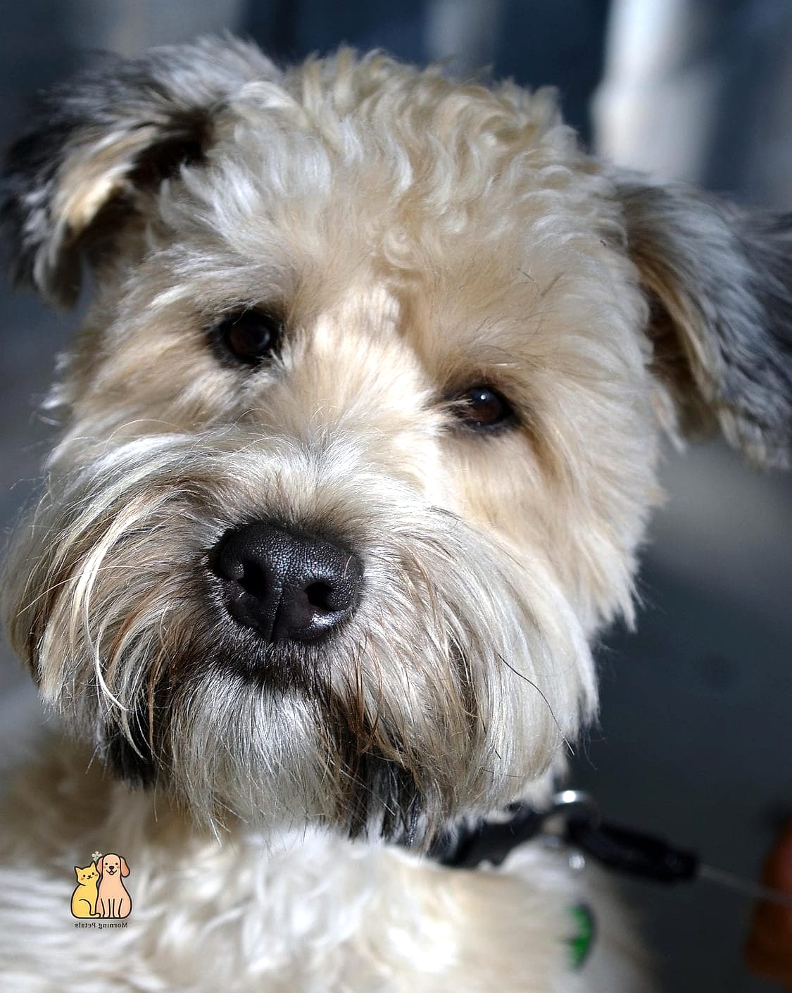 45 Cute Dogs That Dont Shed That Will Restore Your Faith in the World 12 Wheaten Terrier