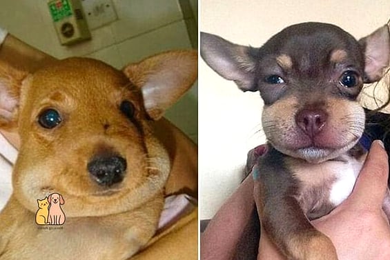 21 Adorable Dog Stung By Bee Guaranteed to Make You Smile 16 When a Bee Sting Needs Veterinary Help
