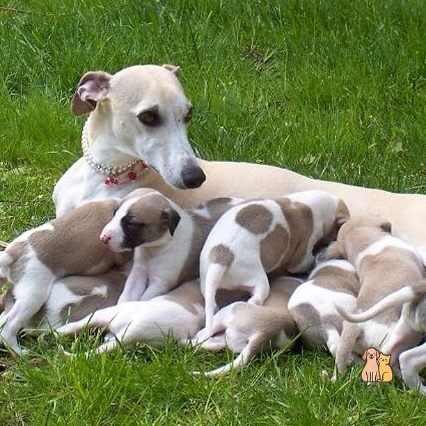 Whippet