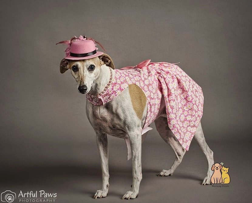 The Whippet in a Designer Sweater