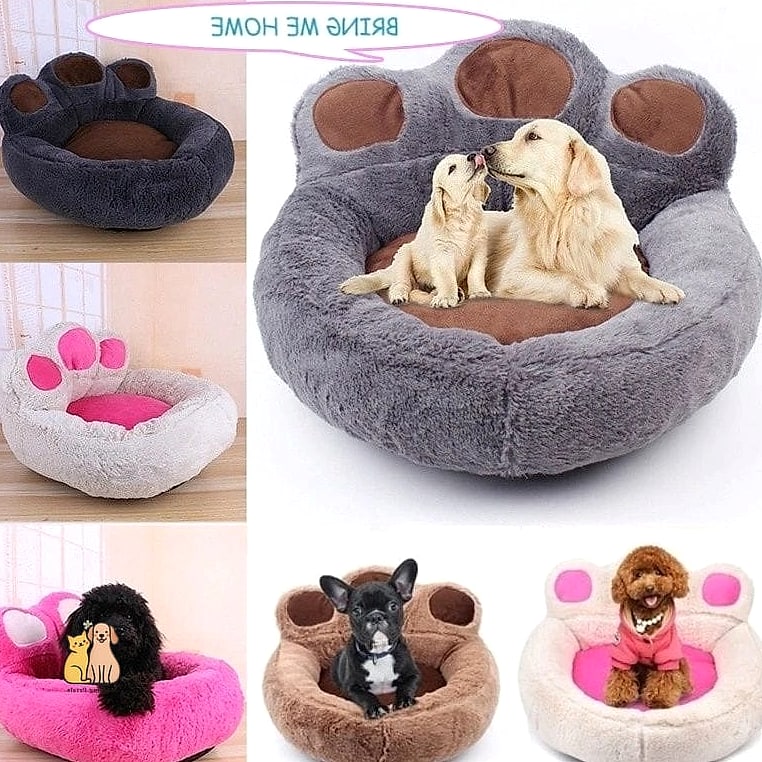Why Affordable Dog Beds Can Still Feel Special