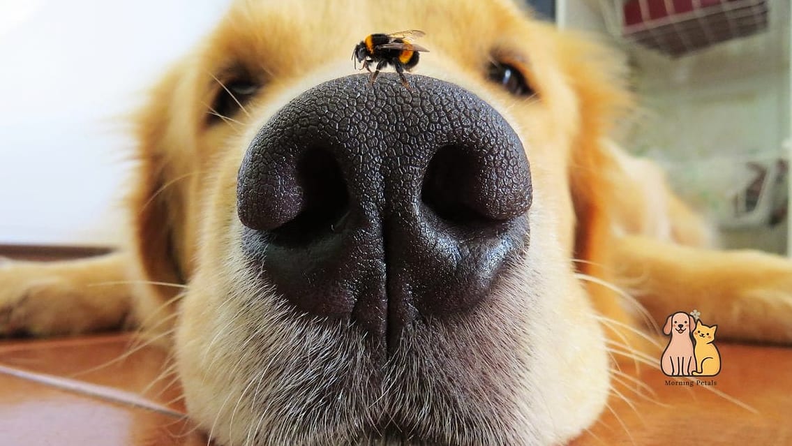 21 Adorable Dog Stung By Bee Guaranteed to Make You Smile 2 Why Dogs Get Into Bee Trouble So Easily