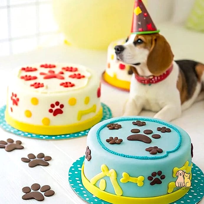 20 Easy Dog Cake Recipes Your Pup Will Go Crazy For 2 Why Homemade Dog Cakes Are So Special
