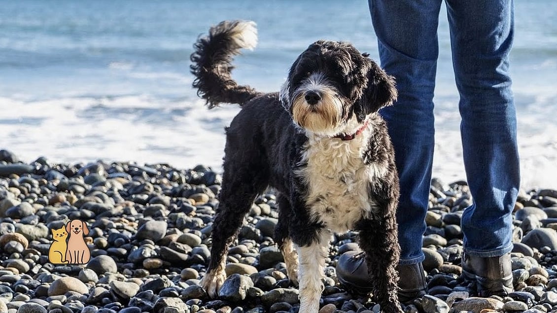Why Pet Owners Love Them