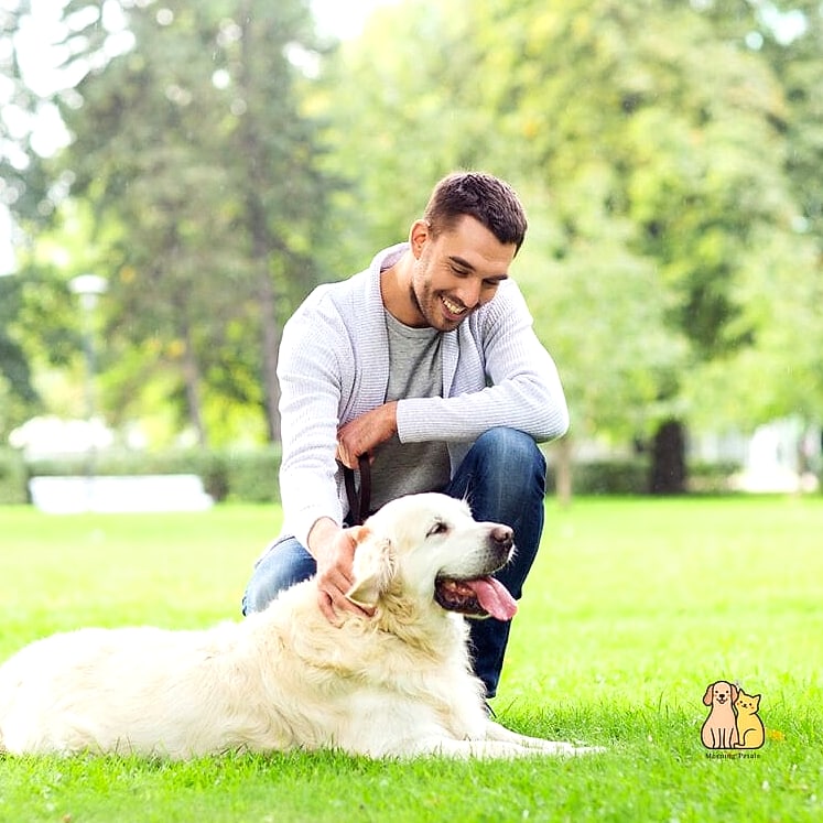 Why Pet Owners Love Them