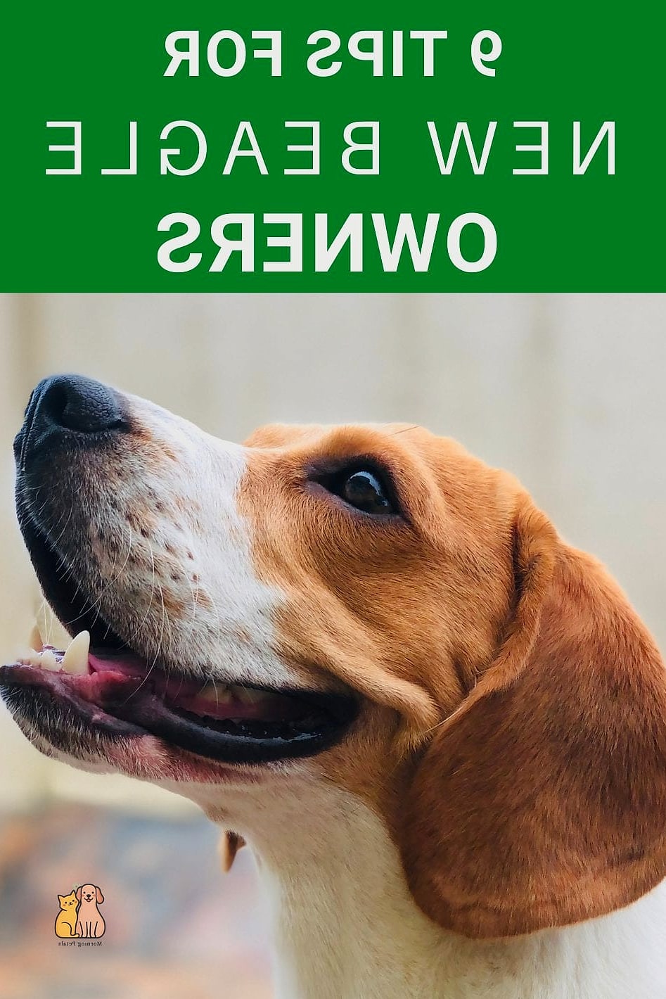 The Beagle Breed: You Didn't Know You Needed 2 Why Pet Owners Love Them
