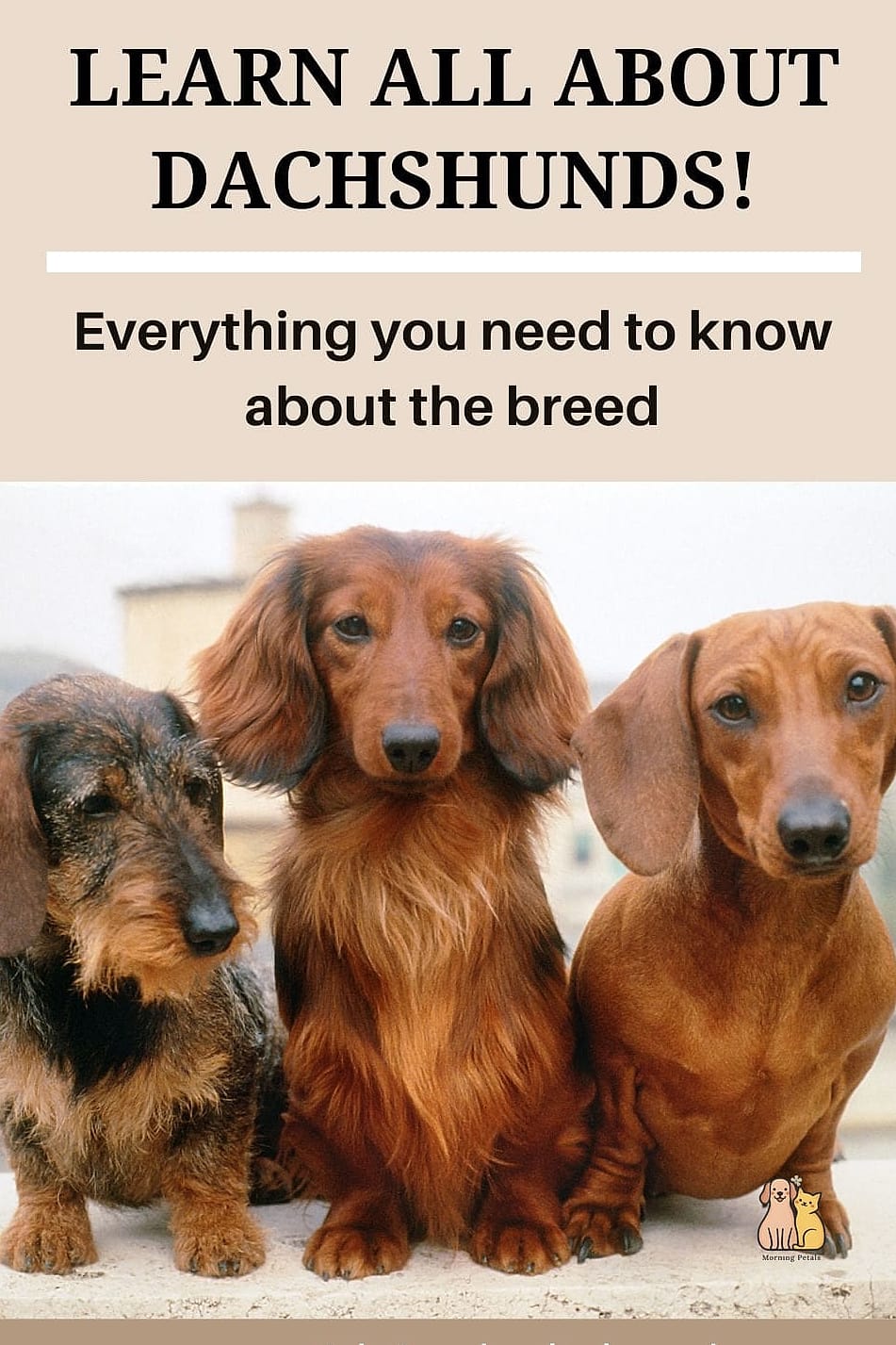 Why Pet Owners Love Dachshunds