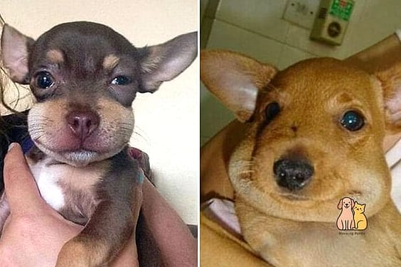 21 Adorable Dog Stung By Bee Guaranteed to Make You Smile 14 Why Pet Owners Love These Unexpected Moments