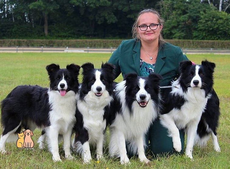 The Border Collie Breed: The Ultimate Guide 2 Why Pet Owners Love Them