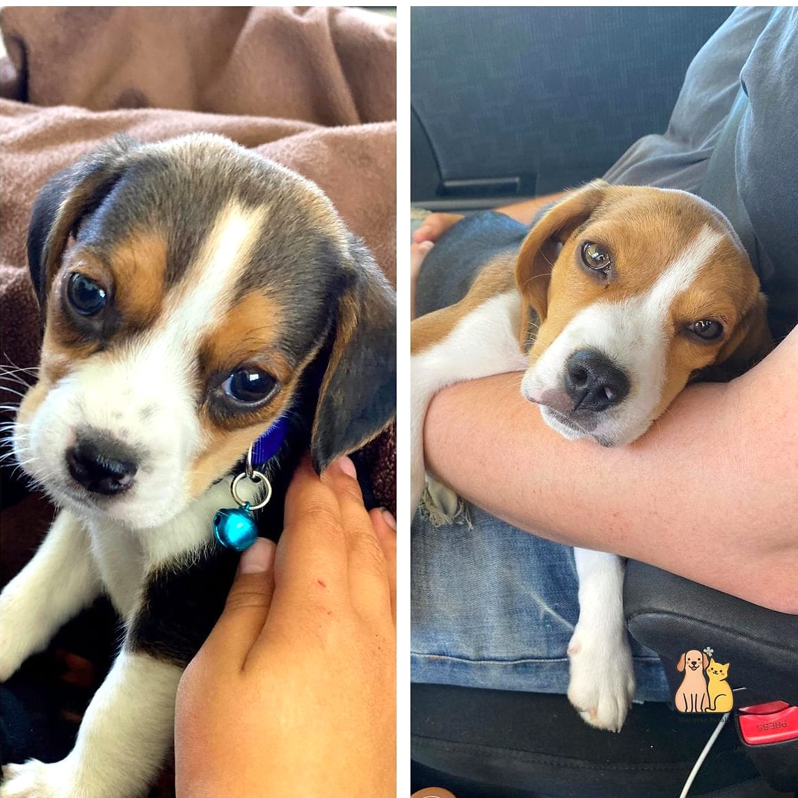 Why Pet Owners Love Them