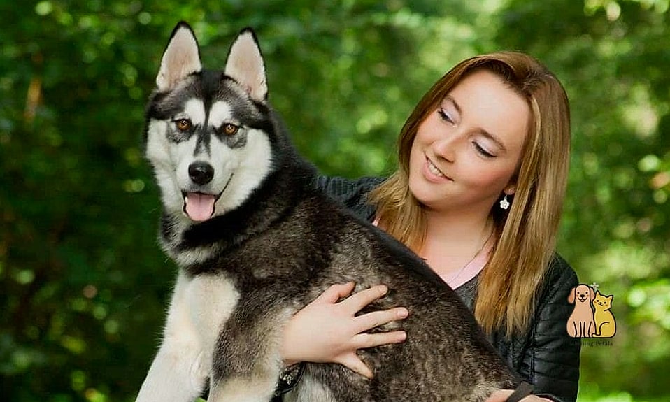 The Husky Dog Breed: Everything You Need to Know 2 Why Pet Owners Love Them