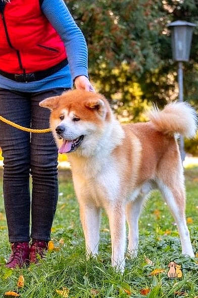 Why Pet Owners Love Them