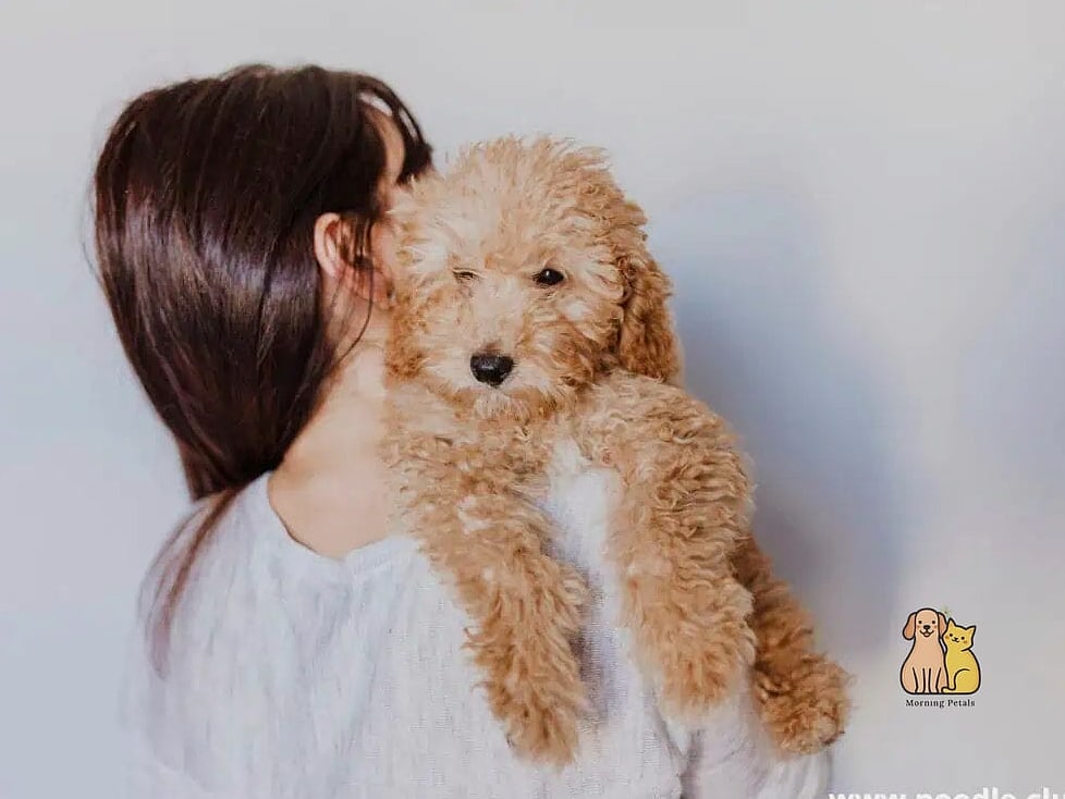 The Poodle Puppies: That Will Change How You See Them 2 Why Pet Owners Love Them